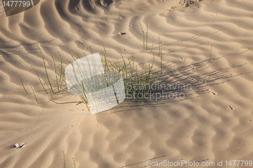 Image of Alone plant growing in the desert
