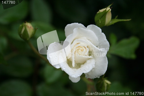 Image of White rose with buds