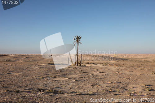 Image of Alone palm growing in the desert