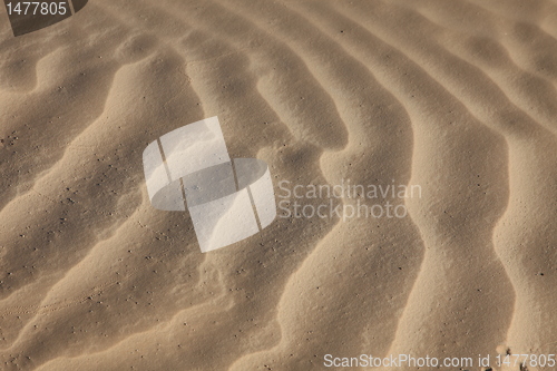 Image of Wind textures on sand in Sahara