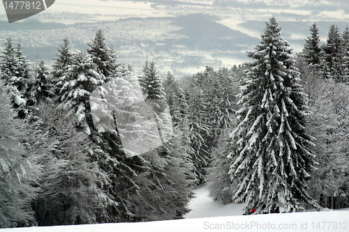 Image of Snow covered forest