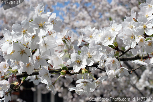 Image of Fruit flowers