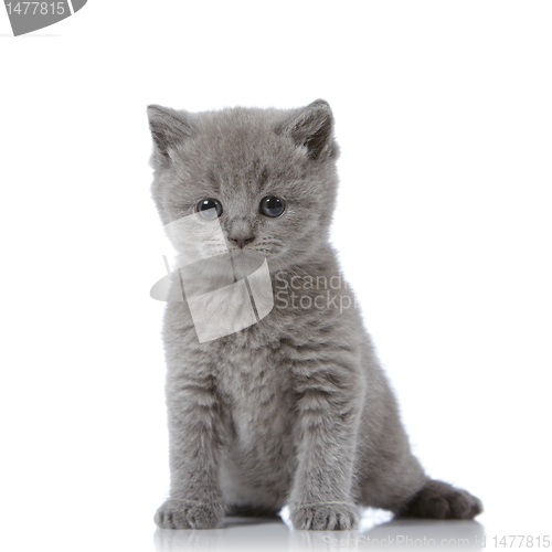 Image of british short hair kitten
