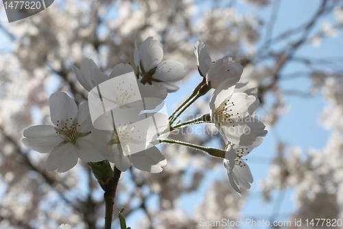 Image of Fruit flowers