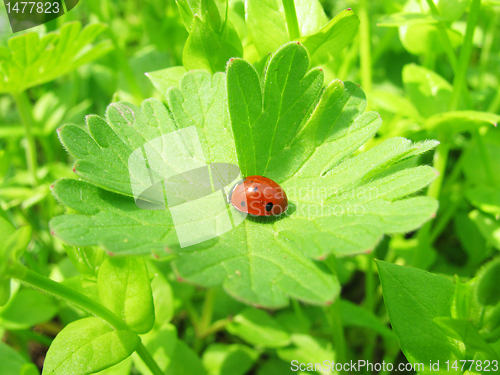 Image of  ladybird