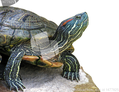 Image of turtle on stone