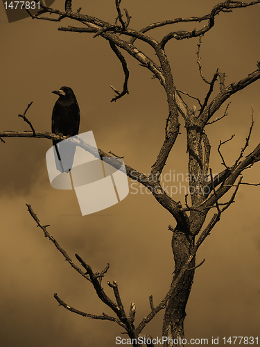 Image of raven on a dry tree