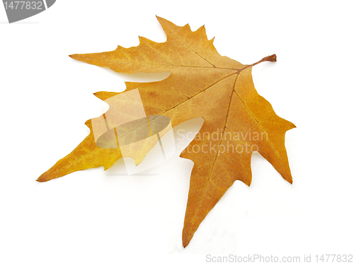 Image of dry maple leaf