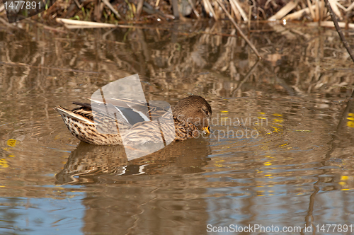 Image of Mallard.