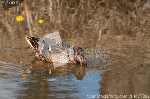 Image of Mallard.