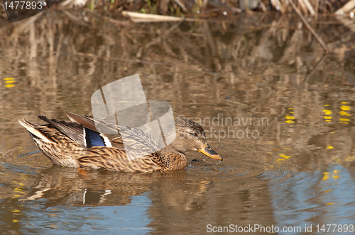 Image of Mallard.