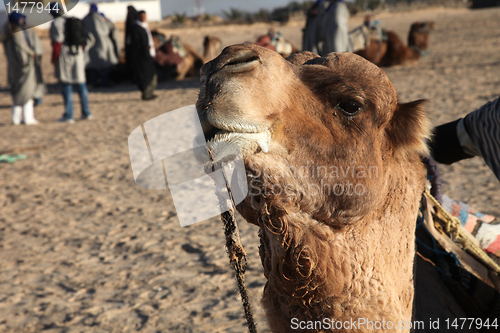 Image of Head of a camel on safari