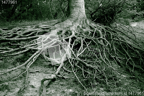 Image of Roots all over