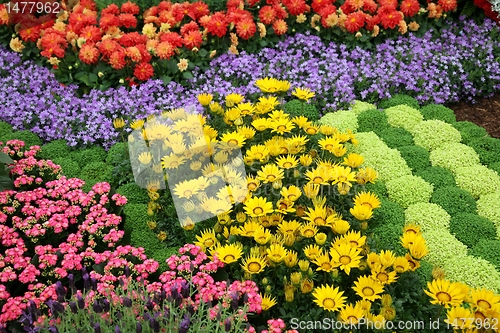 Image of flowers in garden