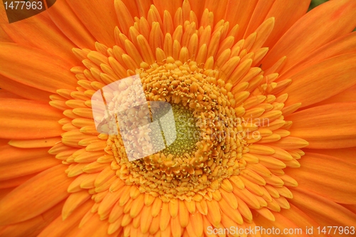 Image of gerber flower