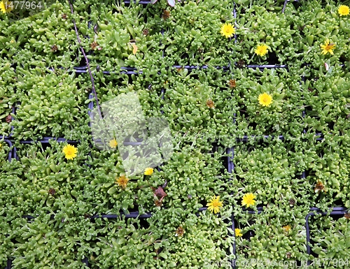 Image of An image of hothouse seedlings in small pots