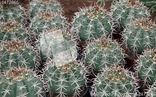 Image of Cactus