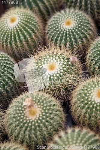 Image of Cactus