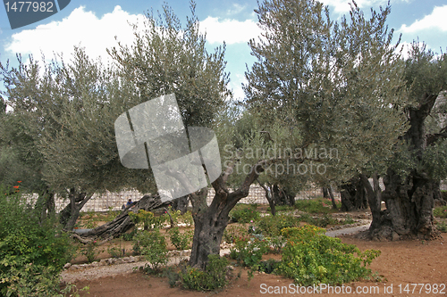 Image of Jerusalem-Garden of Gethsemane