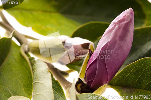 Image of magnolia on white background 