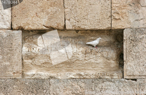 Image of Beautiful white pigeon on wailing wall in Jerusalem