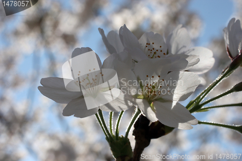 Image of Fruit flowers