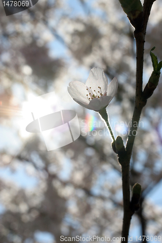 Image of fruit flowers
