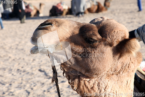 Image of Head of a camel on safari