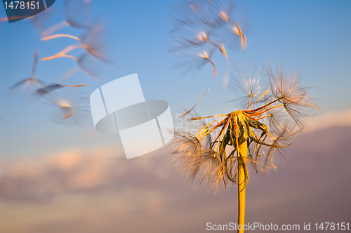 Image of Golden dandelion