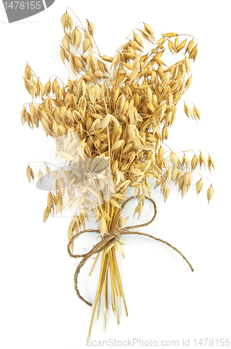Image of Oat stems with twine