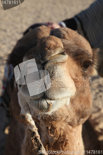 Image of Head of a camel