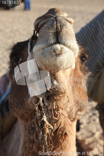 Image of Head of a camel