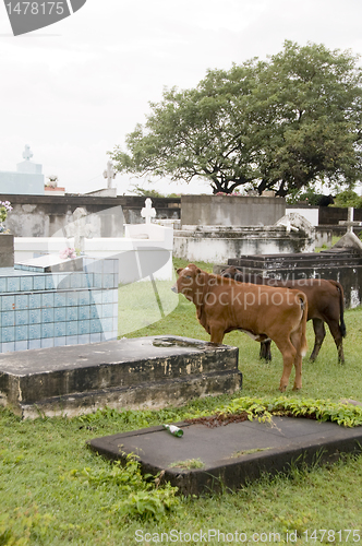 Image of cemetery cows Sint Eustatius Netherlands Antilles