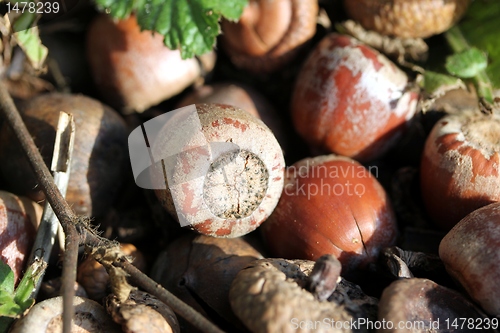 Image of acorns texture