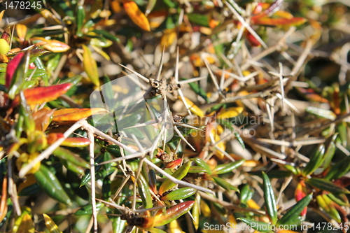 Image of autumn spikes