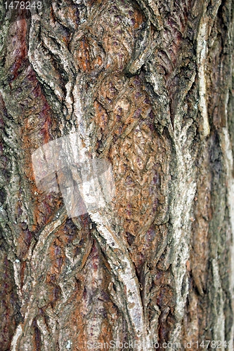 Image of wood texture