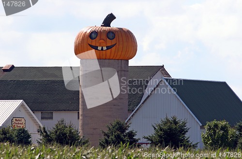 Image of Giant Pumpkin