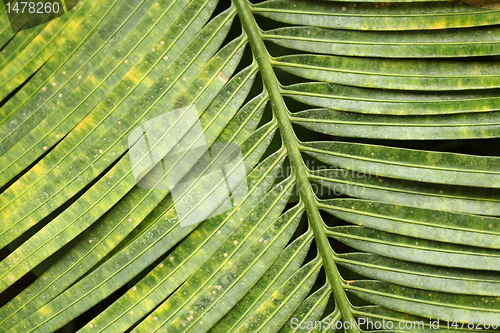 Image of leafe structure