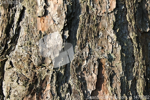 Image of wood texture