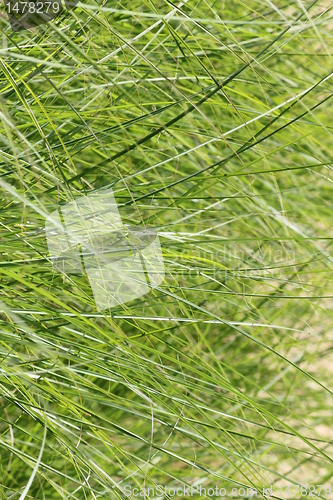 Image of reed texture