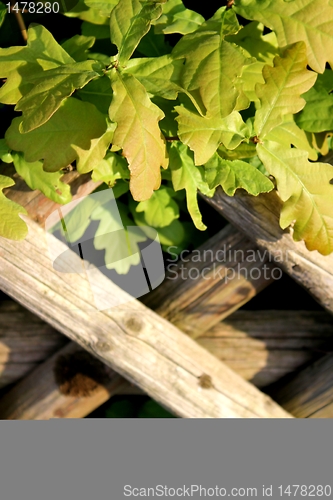 Image of wooden fence texture