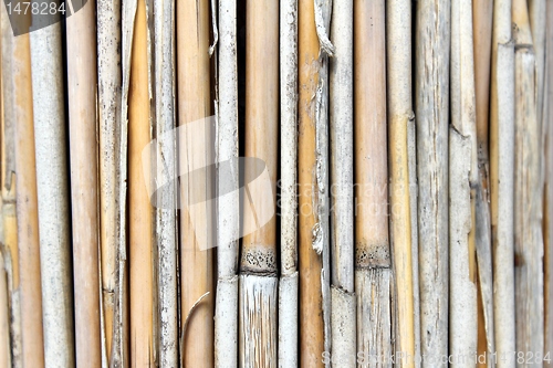 Image of bamboo texture