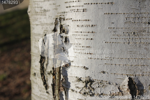 Image of wood texture