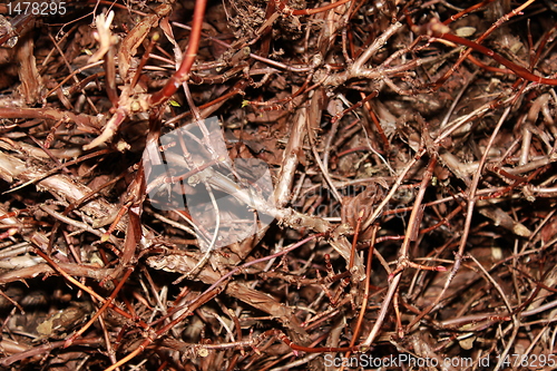 Image of forest ground