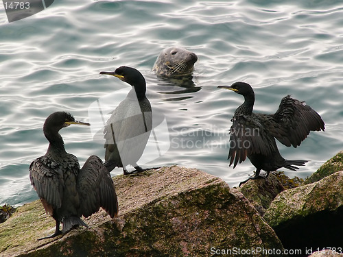 Image of Cormorants & Seal