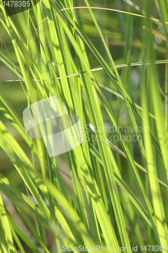Image of reed texture