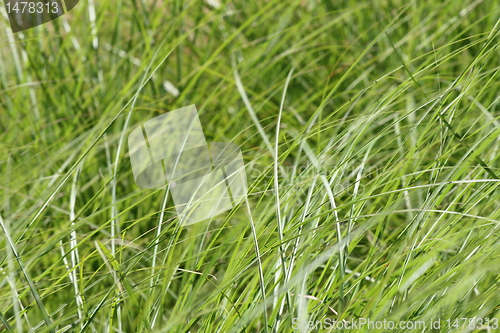 Image of reed texture