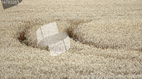 Image of tracks in the wheat