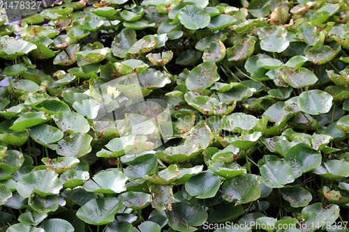 Image of waterflower texture