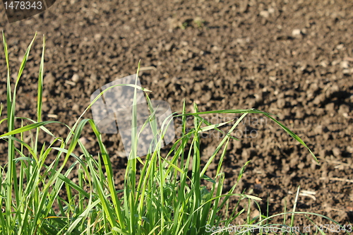Image of farming field